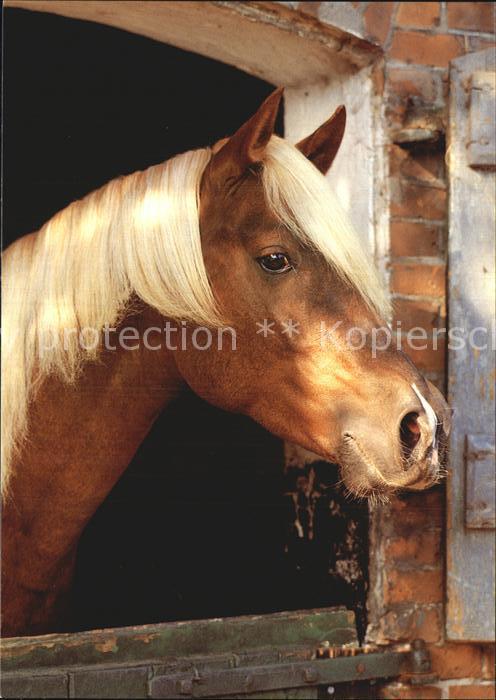 Pferde Welsh Pony
