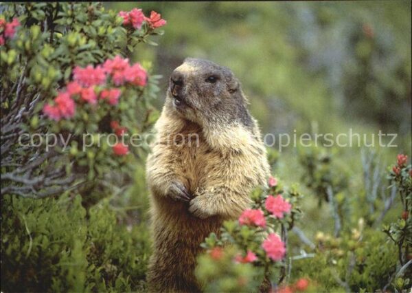 Murmeltier Marmotte Marmot