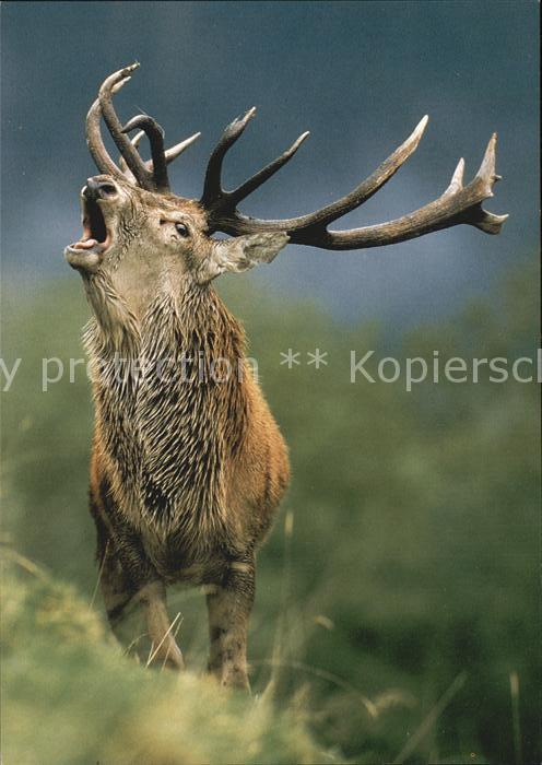 Hirsch Rothirsch Cerf Stag