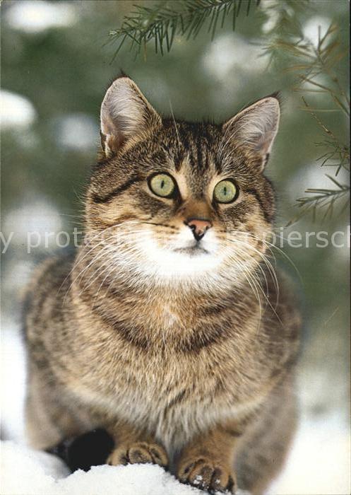 Katzen Hauskatze