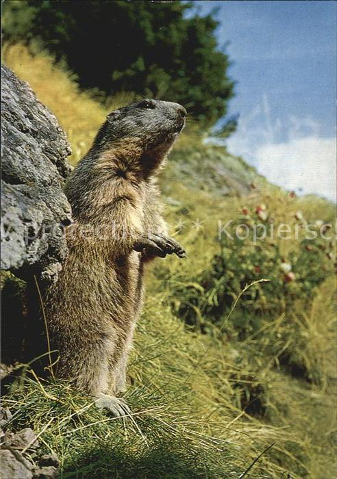 Murmeltier Marmotte Marmot
