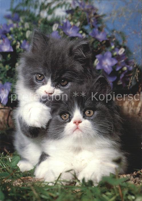 Katzen Perse Bicolor