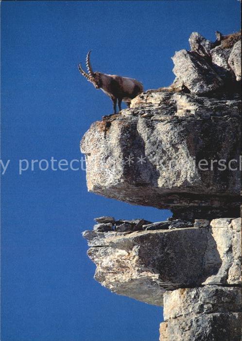 Steinbock Bouquetin Ibex