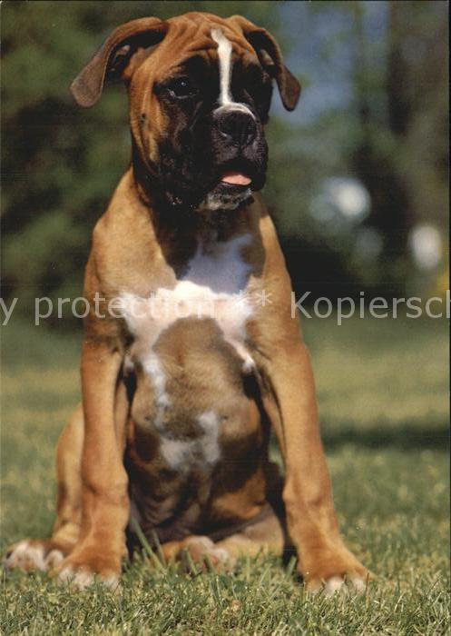 Hunde Boxer