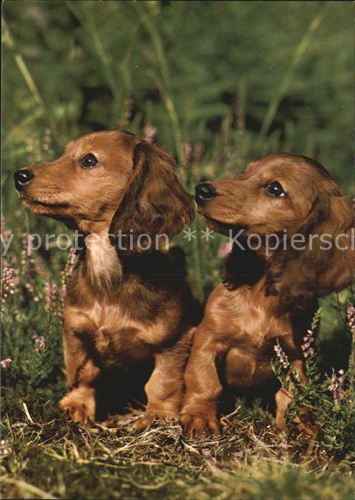 Dackel Dachshund Teckel Hunde dogs Chien Langhaardackel Teckel