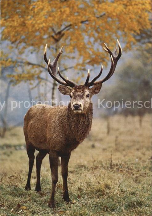 Hirsch Rothirsch Cerf Stag