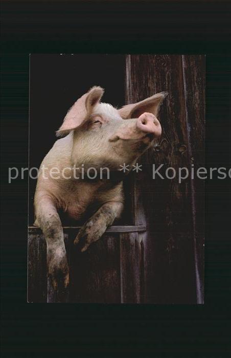 Schweine Hausschwein Porc Pig