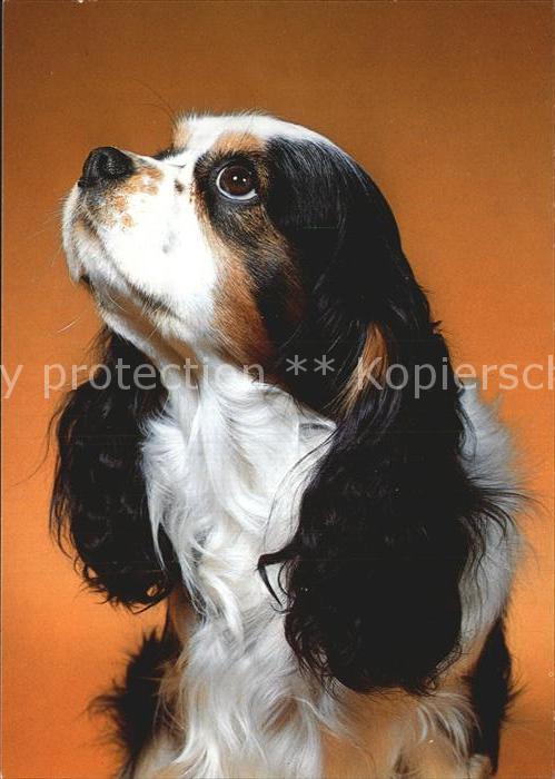 Hunde Prince Charles Cavalier King Charles Sp