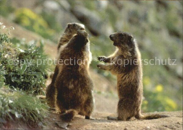 Murmeltier Marmotte Marmot