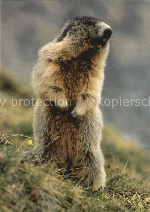 Murmeltier Marmotte Marmot