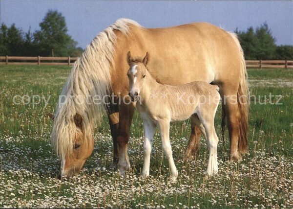 Pferde Haflinger