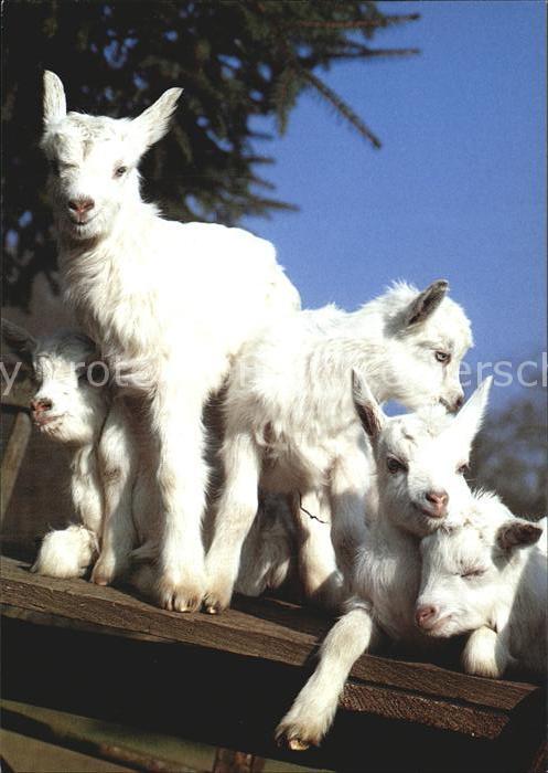 Ziege Hausziegen Chevre Goat