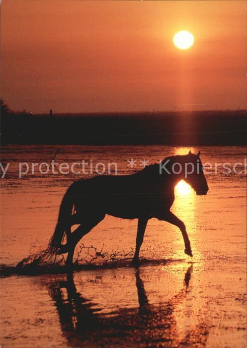 Pferde Camargue Sonnenuntergang