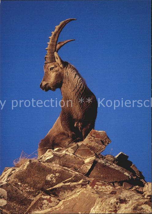 Steinbock Bouquetin Ibex