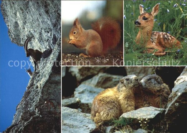 Tiere Alpentiere Steinbock Rehkitz Murmeltier