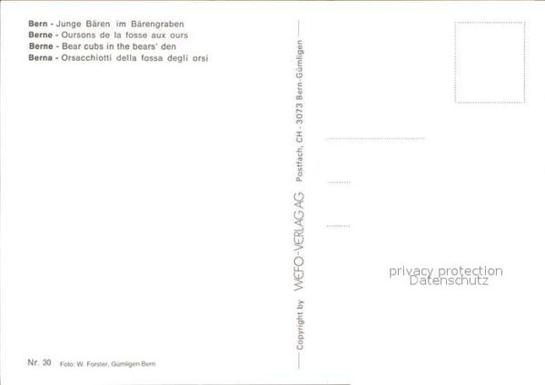 Baeren Bern Junge Bären Bärengraben – Bild 2