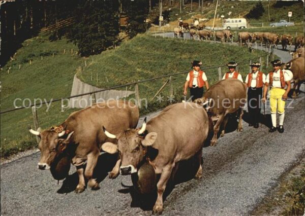 Kuehe Alpfahrt Schwägalp