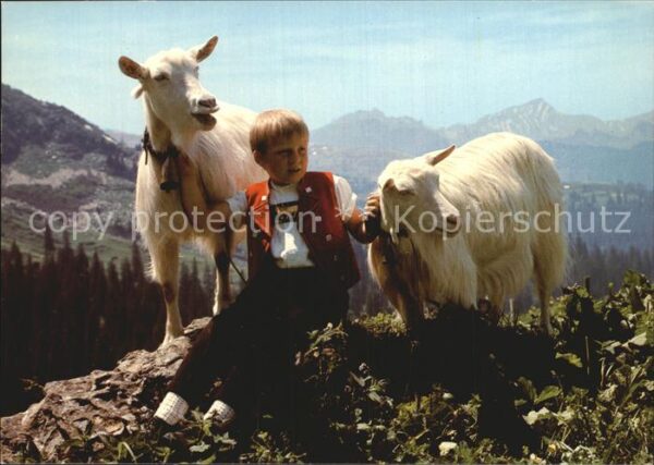 Ziege Sennenbub