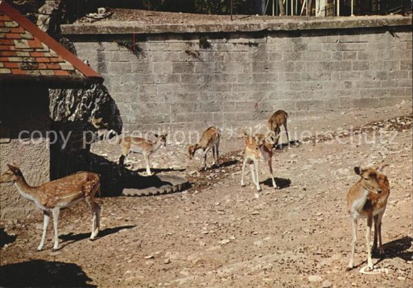 Reh Rehkitze Zoo de la Citadelle Besancon D