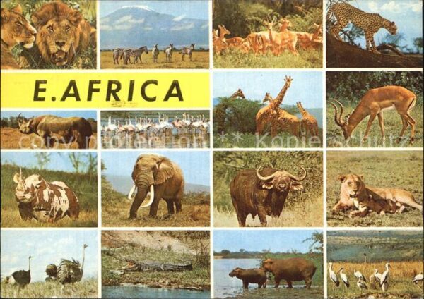Tiere Kenya Löwe Giraffe Elefant Krokodil Leo