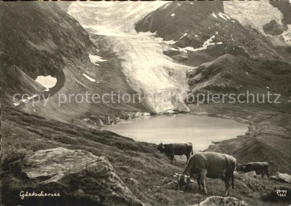 Foto Popp Nr. 1865 Gletschersee Kühe