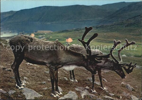 Rentier Norway Reindeer at Skarsvag