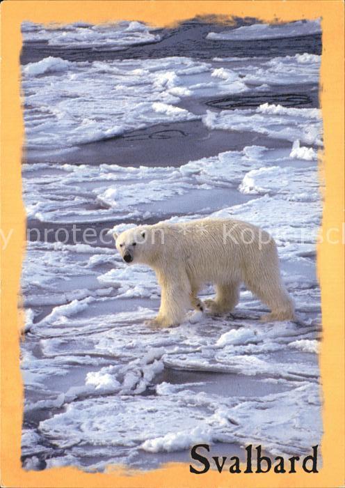 Eisbaer Polar Bear Svalbard