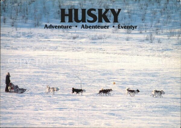 Hunde Husky Sleddog Tours Sven Engholm