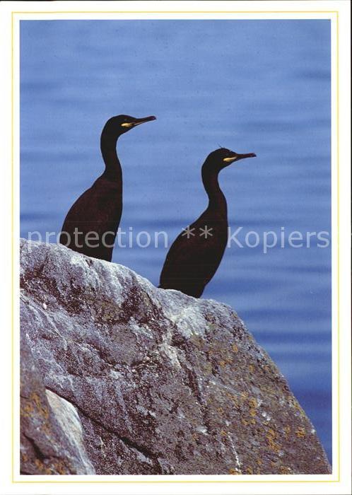 Voegel Shag Norway Kormorane Phalacrocorax