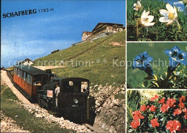 Zahnradbahn Schafberg Alpenblumen Salzkammergut
