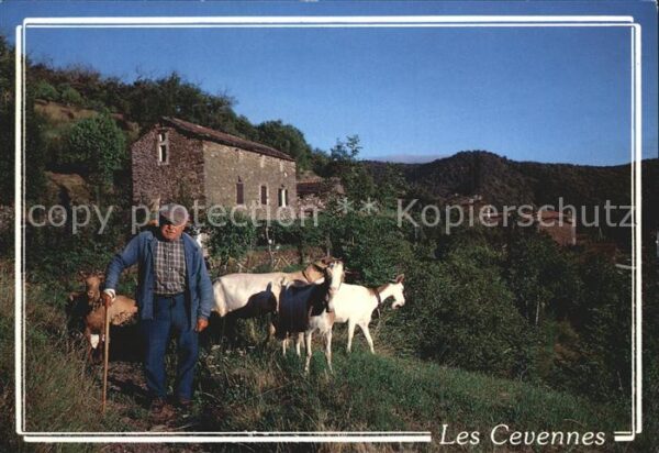 Ziege Les Cevennes Depart pour le Paturage