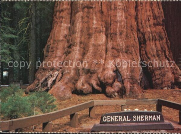 Baeume Trees Sequoia National Park California Genera