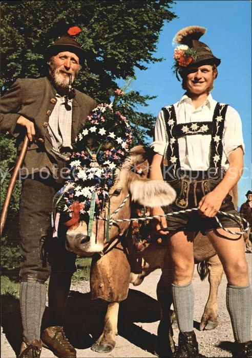 Kuehe Alpabtrieb Oberallgäu