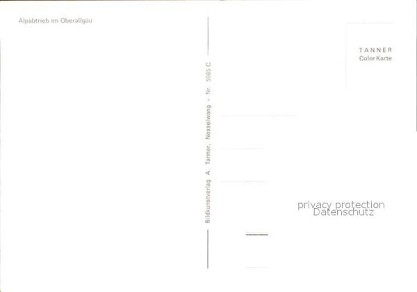 Kuehe Alpabtrieb Oberallgäu – Bild 2