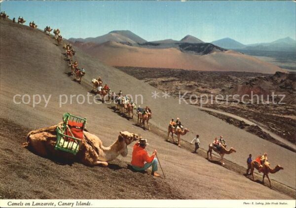 Kamel  Camel Chameau Lanzarote Canary Islands