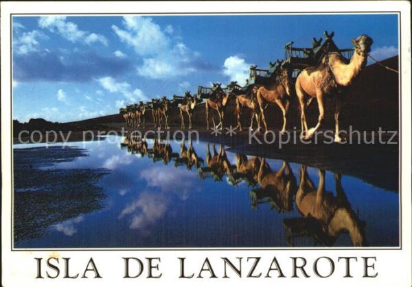 Kamel  Camel Chameau Isla de Lanzarote Montanas del Fuego