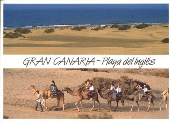 Kamel  Camel Chameau Gran Canaria Playa del Ingles