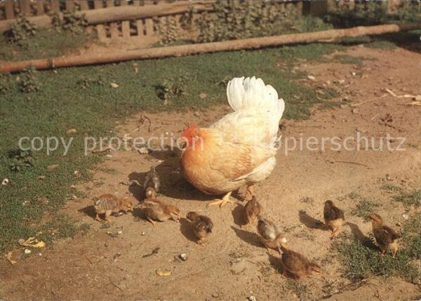 Gefluegel Huhn Küken