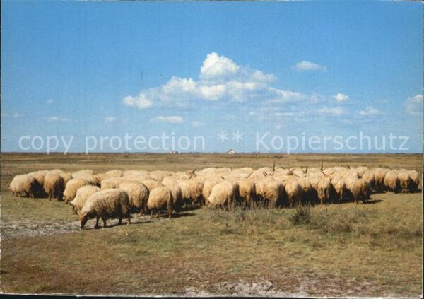 Schafe Weisses Zackelschaf