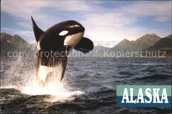 Wal Orca Whale Alaska