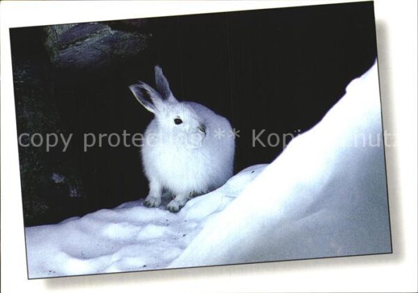 Hasen Lepus Timidus Alpenschneehase