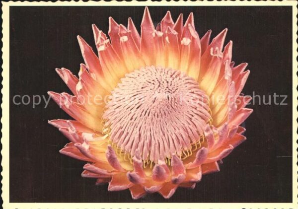 Blumen Protea Cynaroides Königs-Protea