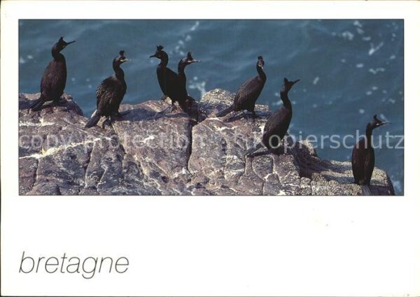 Voegel Cormorans Huppes Krähenscharbe
