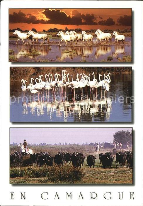 Flamingo Pferde Büffel Camargue