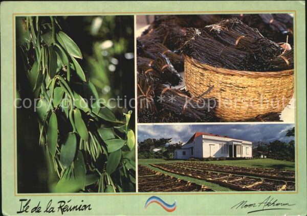 Landwirtschaft Vanille Ile de la Reunion