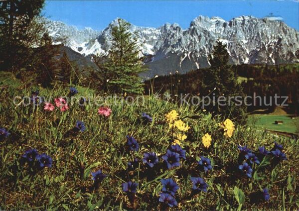 Blumen Alpenflora Stengelloser Enzian Primel