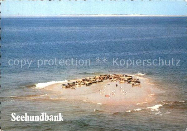 Seehunde Robben Seehundbank Wattenmeer Nordsee Fliegera