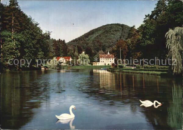Bad Bergzabern Schwanenweiher mit Schwänen
