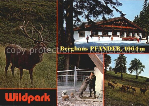Bregenz Vorarlberg Berghaus Pfänder Wildpark Hirsche