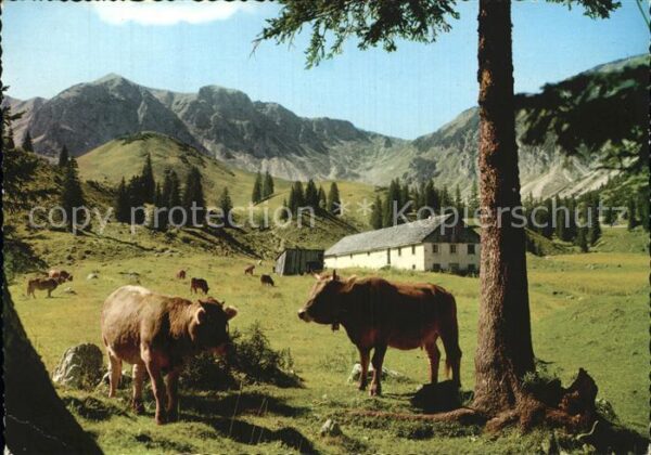 Tannheim Tirol mit Älpele Viehweide